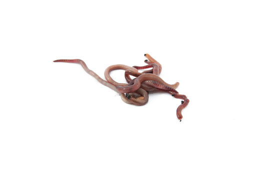 Worms