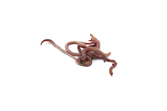 Worms