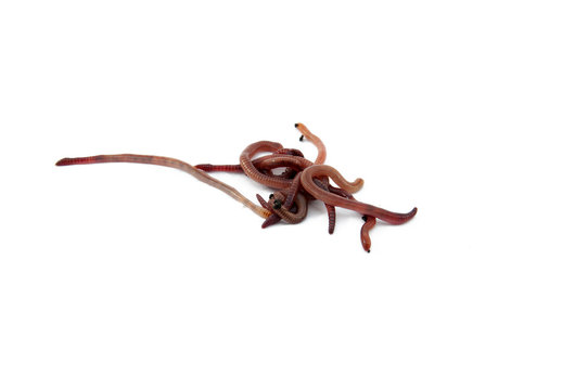 Worms