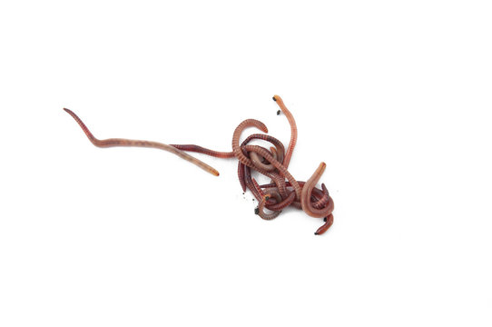 Worms