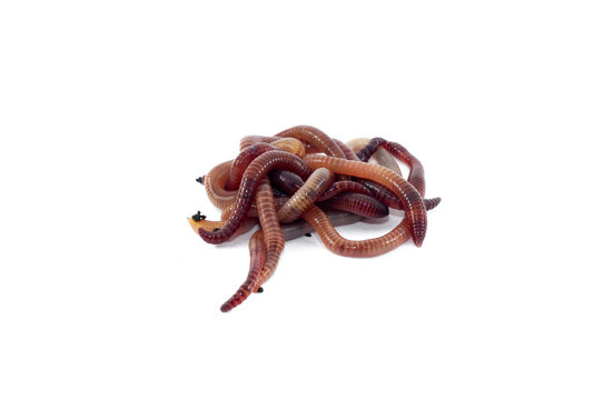 Worms