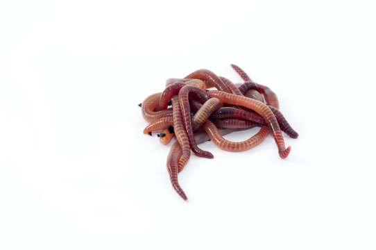 Worms