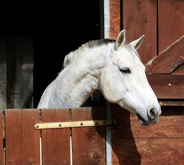 Horse in stable