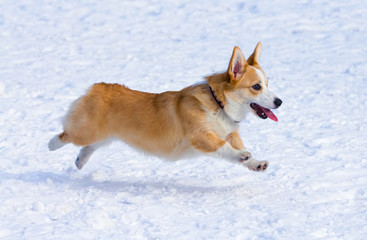 Pembroke Welsh Corgi