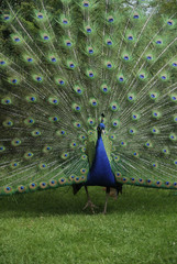 peacock display