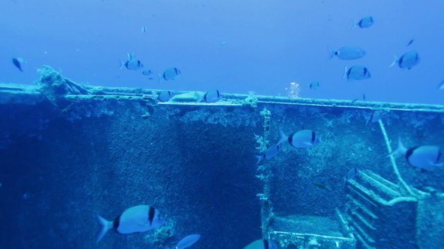 Zenobia ship wreck with school of small silver fishes, Cyprus