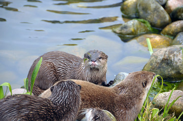 Family of young Otters