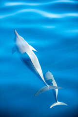dolphins swim