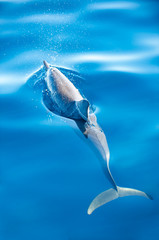 Breathing dolphin