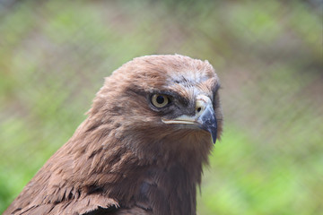 Head of predatory bird is hawk in zoological garden