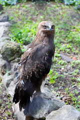 Fototapeta premium Predatory bird hawk sits on stone in zoological garden
