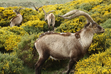 herd of spanish ibex grazing on yellow broom