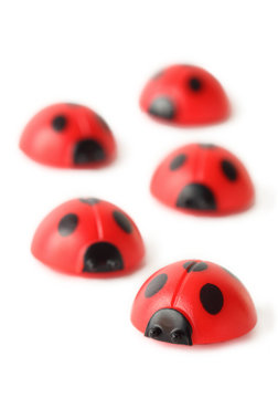 five red small ladybugs are crawling isolated on white