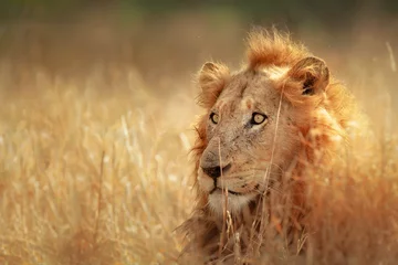 Crédence de cuisine en verre imprimé Lion Lion in grassland
