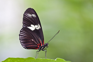 Fototapeta na wymiar ein Schmetterling