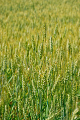 Fields of wheat