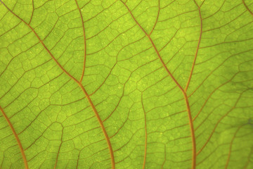 Macro shot of green leaf with red vein