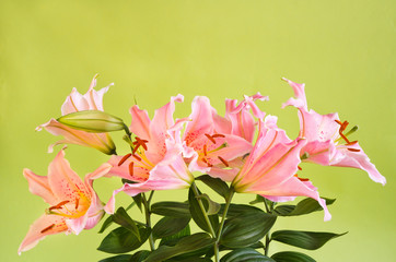 bouquet of pink lily flowers