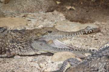 Australien-Krokodil
