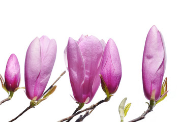 pink Lily Magnolia buds in spring