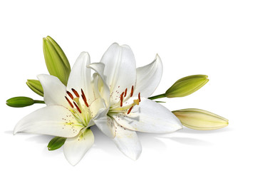 easter lily flowers on white background - obrazy, fototapety, plakaty
