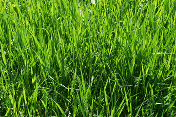 Green grass