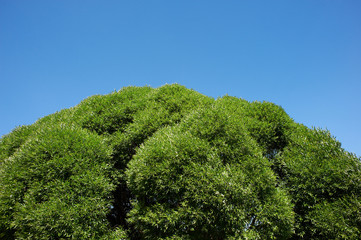 Fototapeta premium Green crown of tree on background blue sky