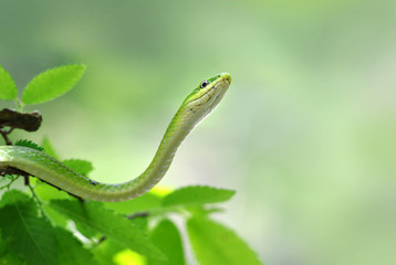 green snake