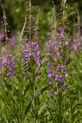 Obraz premium Chamerion angustifolium