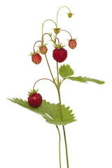 wild strawberry