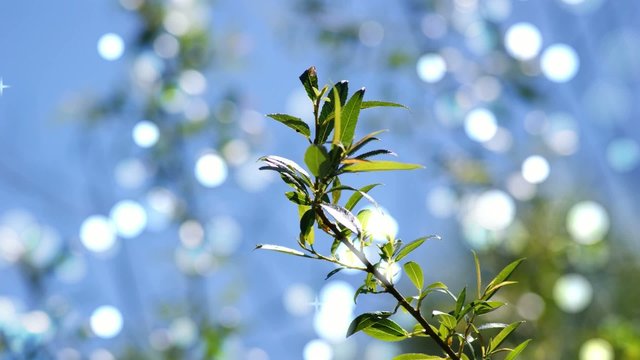 Licheffekte Fr&uuml;hling