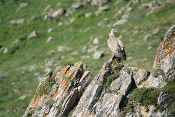 Vautour fauve (Gyps fulvus)