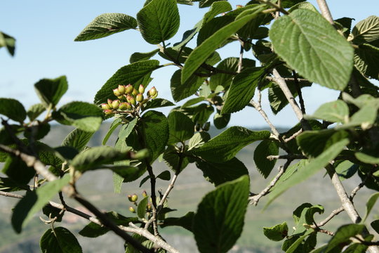 Viorne lantane