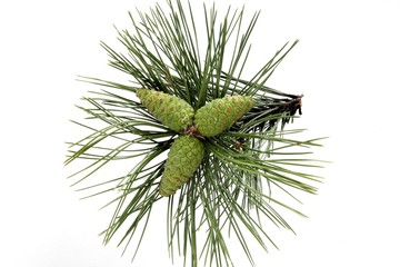 green cones of pine tree