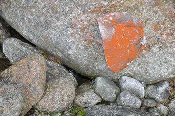 Flechten auf einem Stein
