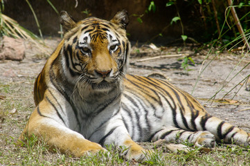 Tiger relaxing