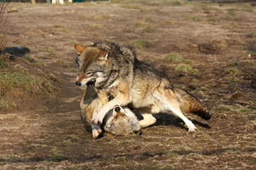 alpha male wolf showing who is boss