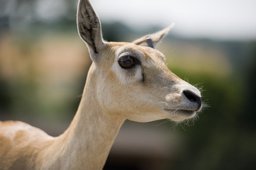 impala portrait