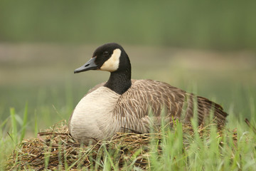 Canada Goose (Branta canadensis) Sitting on Nest