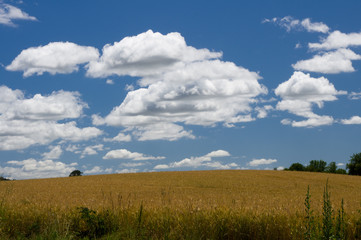 Fototapeta premium Grain field ready for harvest