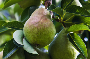 Pear on pear tree