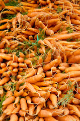 Carrots on display