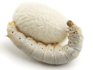 Silk Cocoons with Silkworm