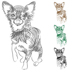 Chihuahua Dog Drawing