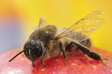 Bee