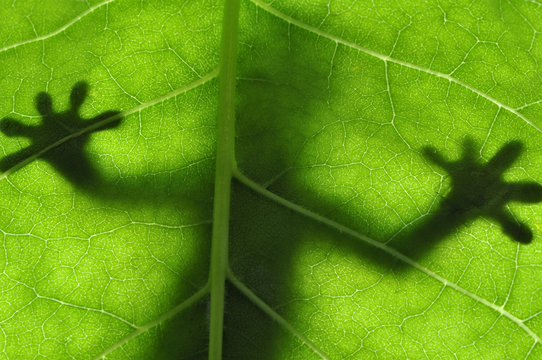 Lizard on leaf