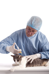 veterinary giving an injection at a cat