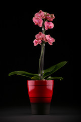 Fototapeta na wymiar Orchid in flower pot