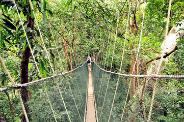 Hängebrücke im Dschungel Seile