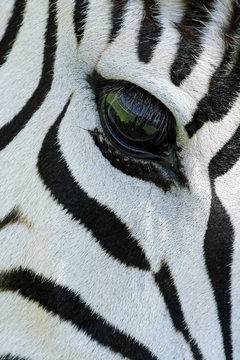 Zebra eye